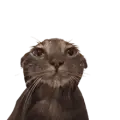 ravenflakehere