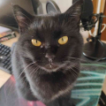 luca