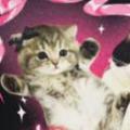 cat8bits