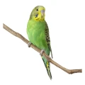 Parakeet_7